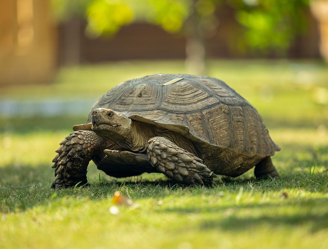 Fragile Sulcata - Tales of Rescue