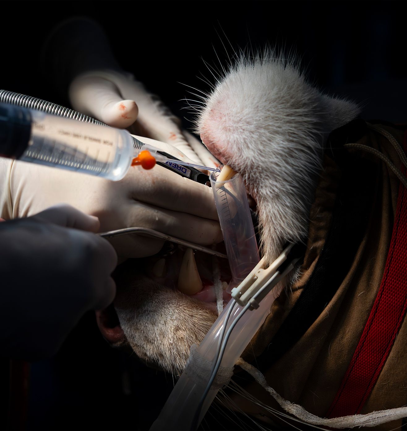 Treatment and Care - Core Initiatives at Vantara