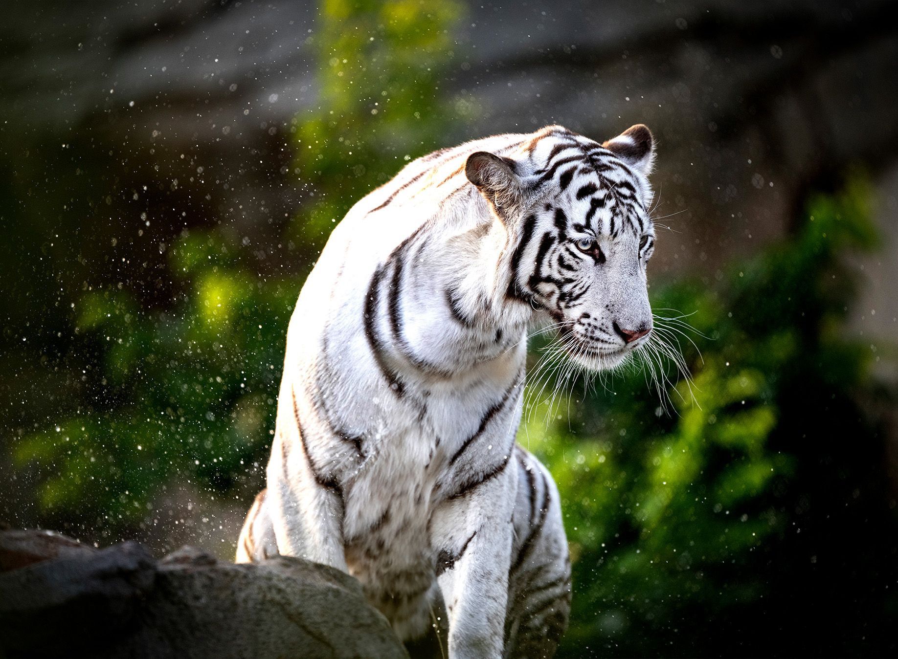 Hidden Tiger