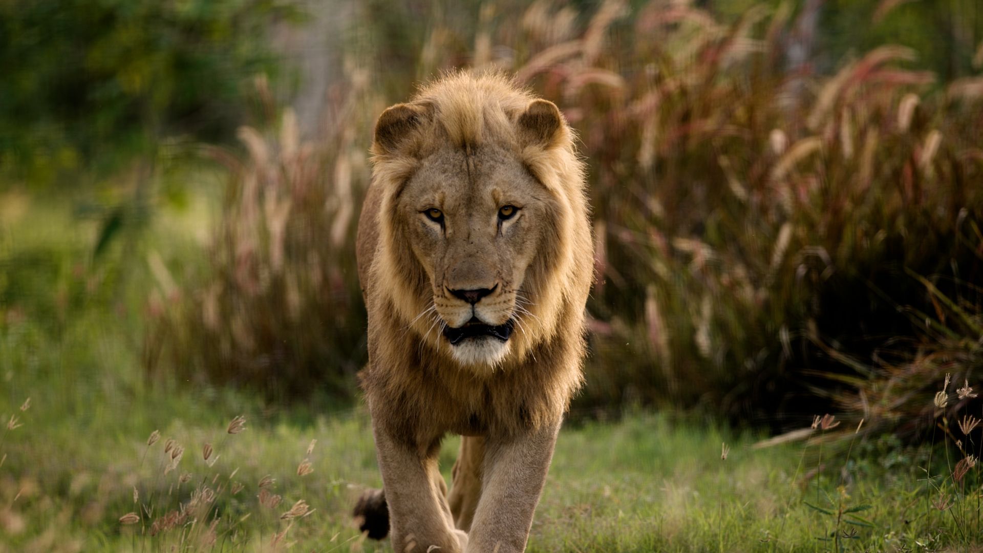 International World Lion Day 2026