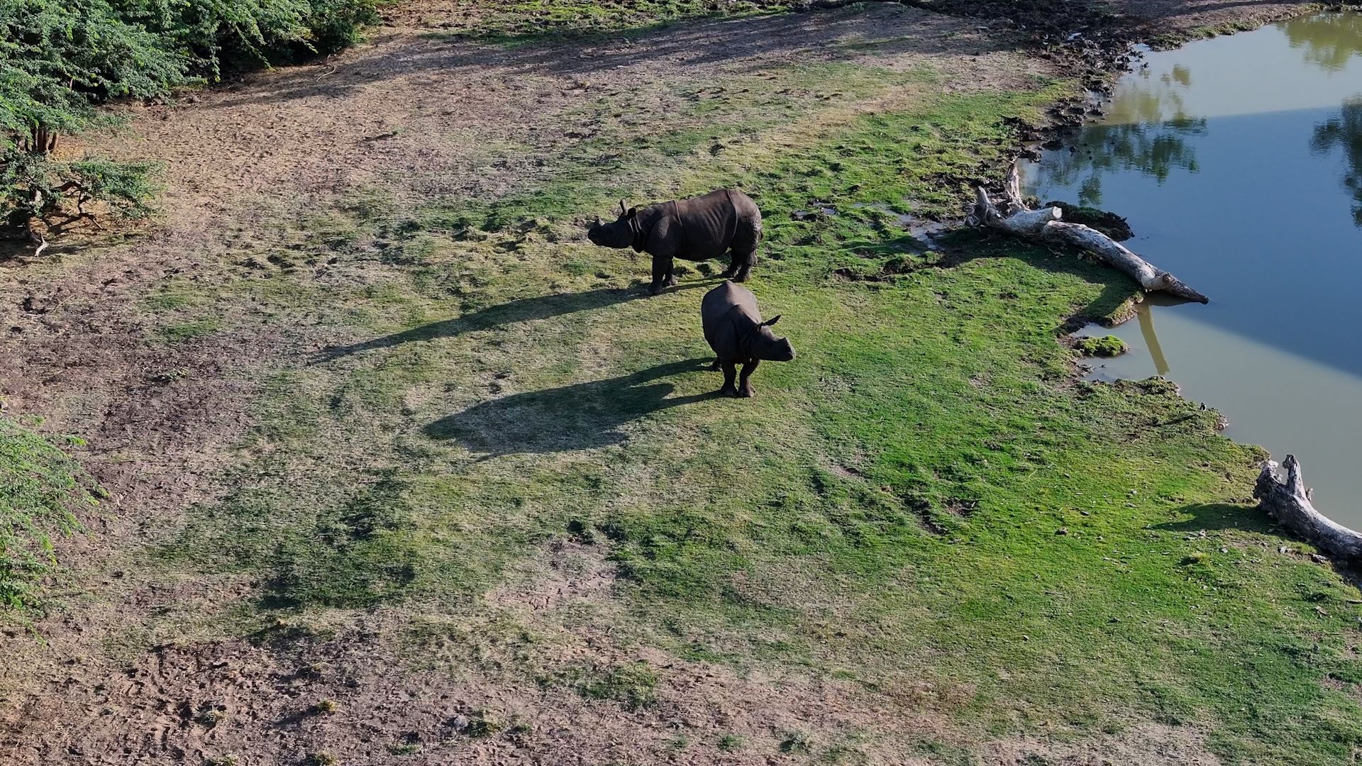 Advancing the Conservation of the Greater One-horned Rhinoceros.