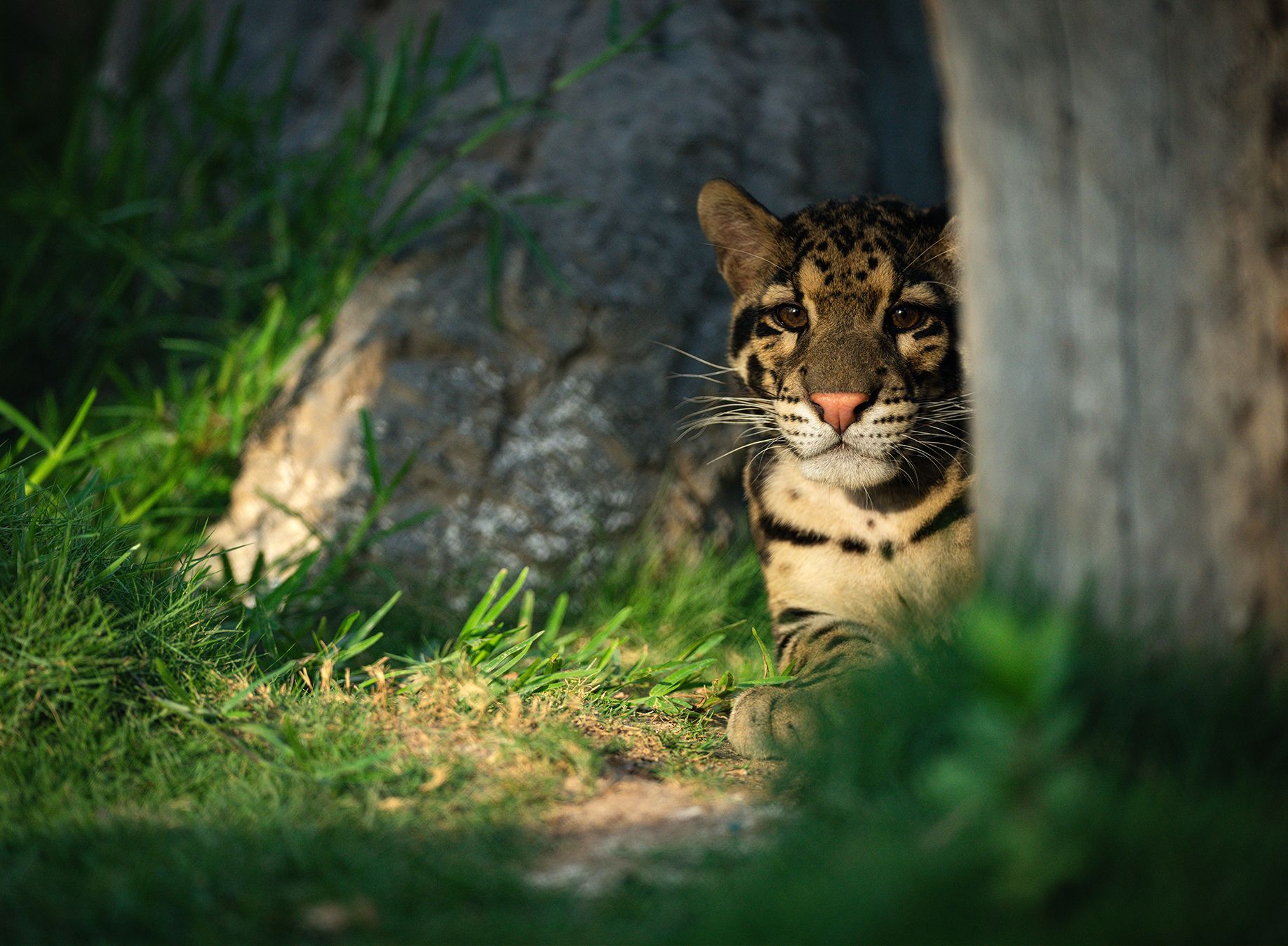 Hidden Tiger