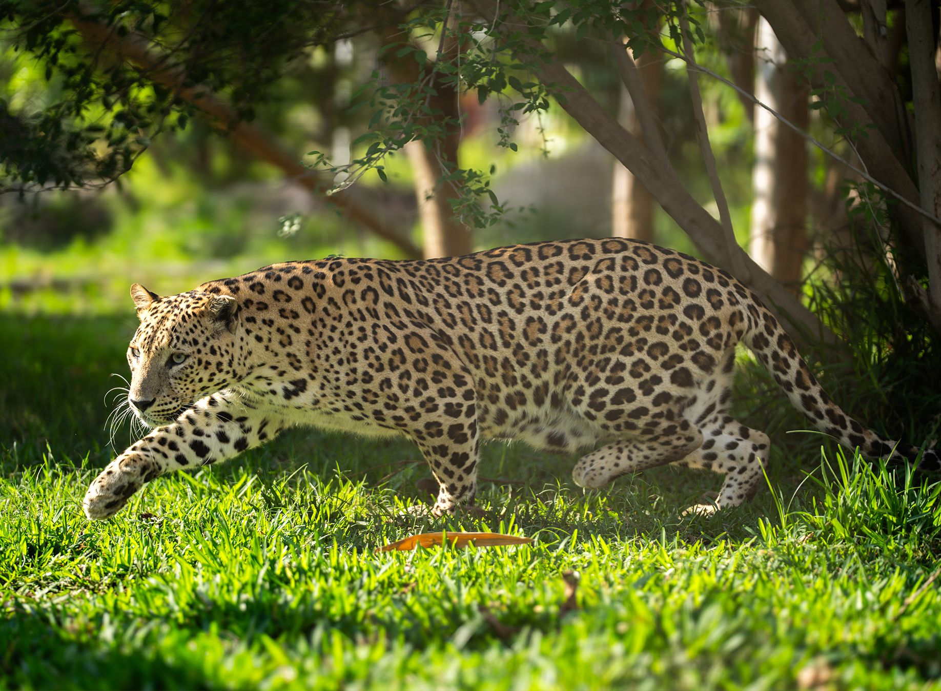 Hidden Tiger