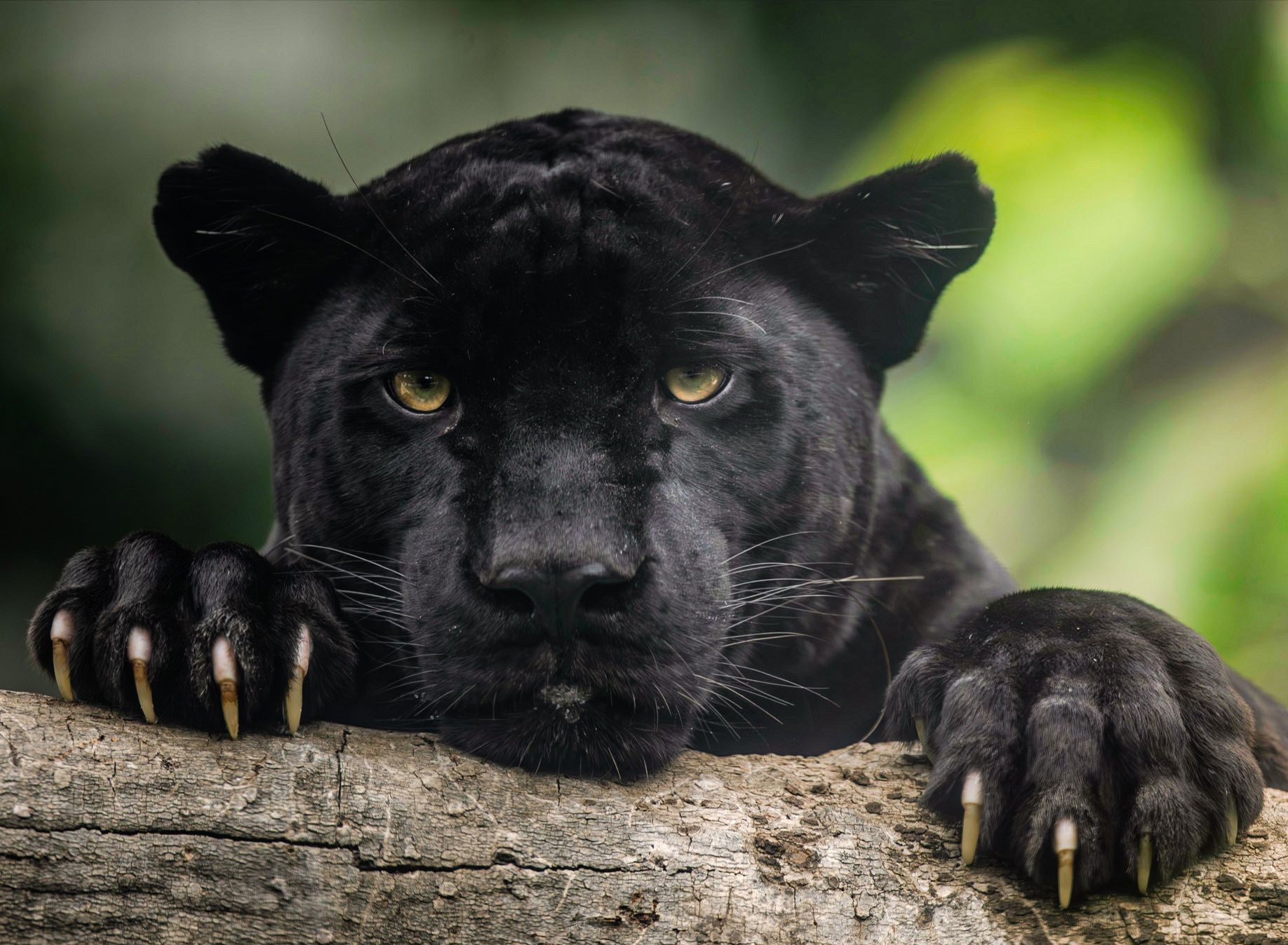 Hidden Tiger