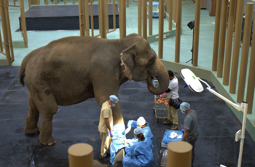 Endoscopic visual anatomy of urogenital tract in female Asian elephants (Elephas maximus)